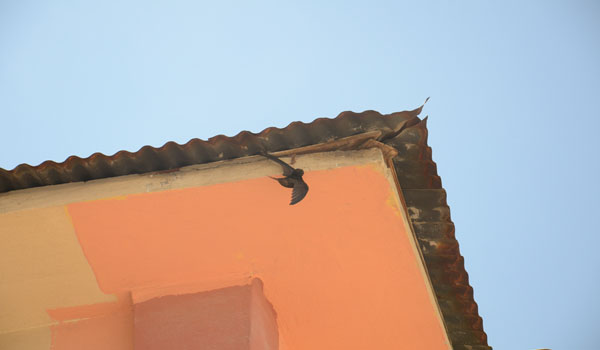 İTFAİYEDEN KIRLANGIÇ KURTARMA OPERASYONU