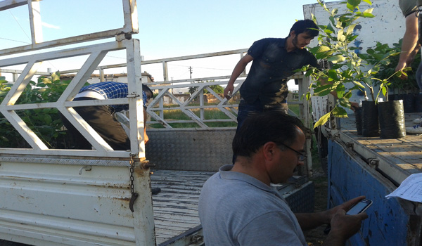 EKİNÖZÜ İLÇESİNDE CEVİZ TARIMI YAYĞINLAŞIYOR