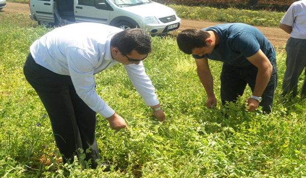 AFŞİN DE YEM BEZELYESİ DENEMELERİ BAŞLATILDI