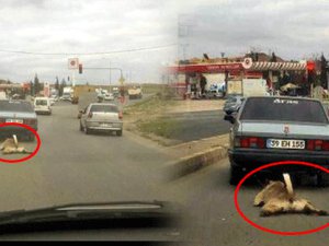 Korkunç! Her yerde aranıyor...