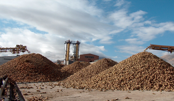 PANCAR ÇİFTÇİSİNE AVANS ÖDEMESİ YAPILACAK
