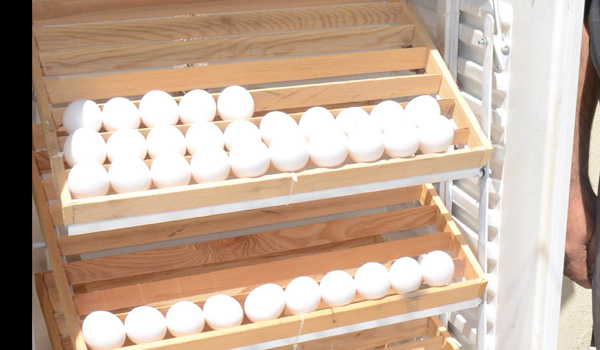 MÜZİSYEN MUCİT KULUÇKA MAKİNESİ YAPTI