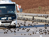 Soğuk onları da vurdu, binlercesi kara yolunu kapattı...