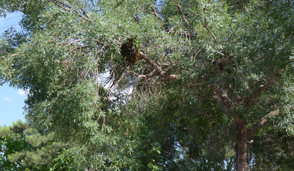 BAL ARILARI HASTANE BAHÇESİNDE OĞUL VERDİ