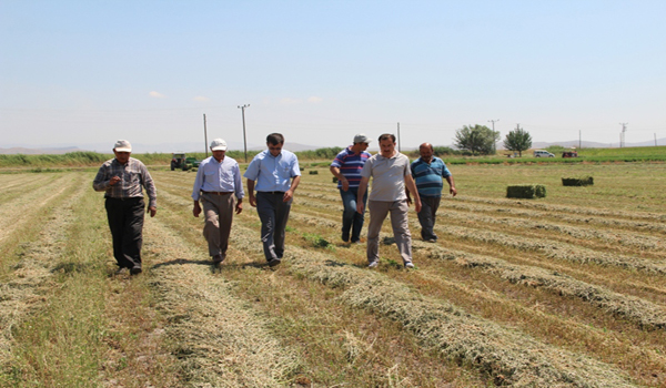 TÜRKOĞLU İLÇESİNDE  YONCA TARIMI GELİŞİYOR