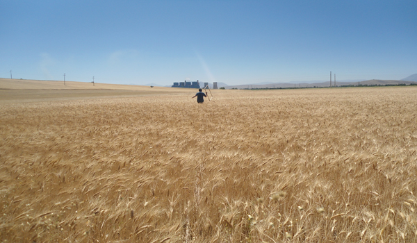 AFŞİN DE BUĞDAYDA VERİM TESPİTİ ÇALIŞMALARI BAŞLADI