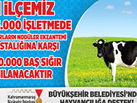 BÜYÜKŞEHİRDEN HAYVANCILIĞA DESTEK