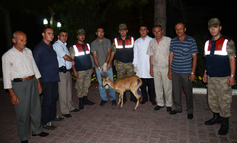 YARALI YABAN KEÇİSİNİN İMDADINA JANDARMA YETİŞTİ