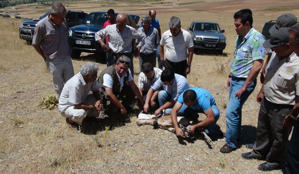 YABAN KEÇİSİ DOĞAYA BIRAKILDI