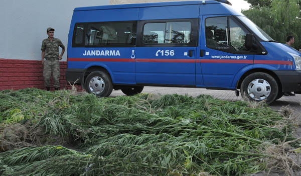 ELBİSTAN'DA HİNT KENEVİRİ OPERASYONU