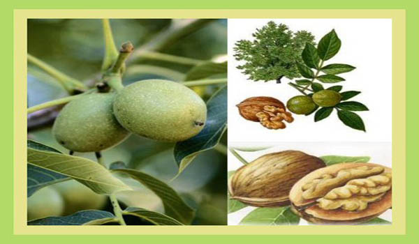 CEVİZ YÜZÜNDEN CANINDAN OLDU