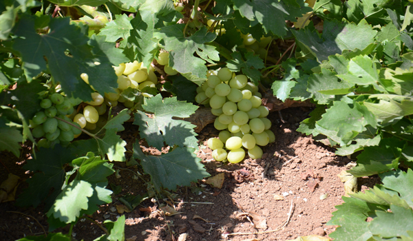 YETİŞTİRDİĞİ ÜZÜME KENDİ ADINI VERDİ