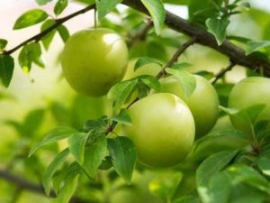 Eriğin kilosu yarım altından daha değerli