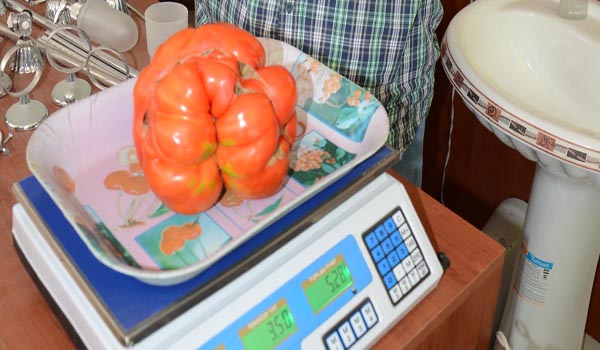 1,5 KİLOLUK DOMATES ŞAŞIRTTI