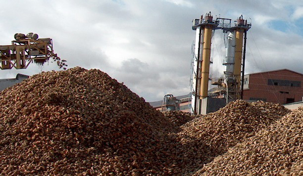 ELBİSTAN'DA 365 BİN TON ŞEKER PANCARI İŞLENECEK