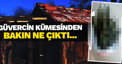 Güvercin kümesinden bakın ne çıktı!