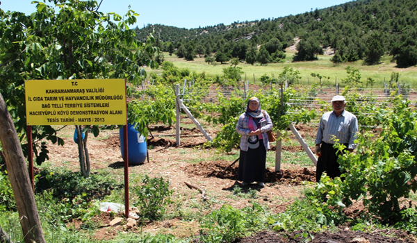 BERTİZDE BAĞCILIK GELİŞİYOR