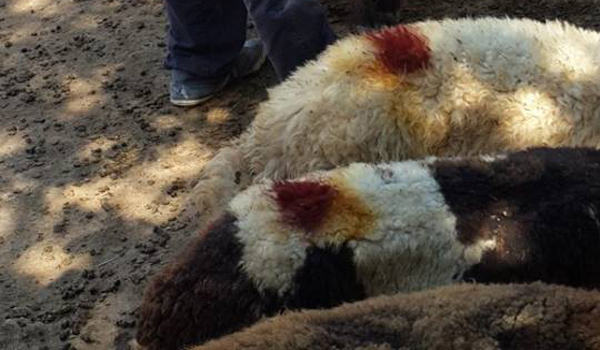 AFŞİN DE KOYUN-KEÇİ KÜPELENMESİ VE TANIMLANMASI DEVAM EDİYOR