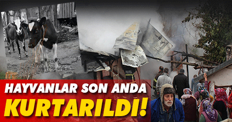 Kül olan ahırdan hayvanlar son anda kurtarıldı