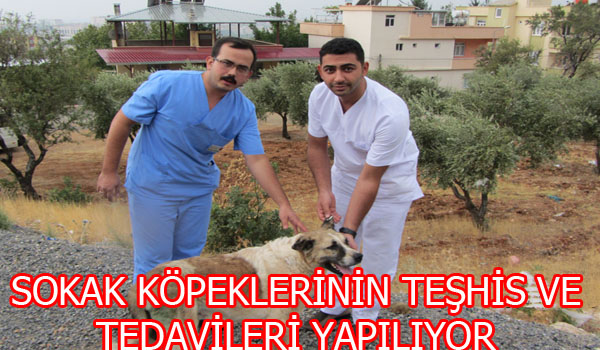SOKAK KÖPEKLERİNİN TEŞHİS VE TEDAVİLERİ YAPILIYOR