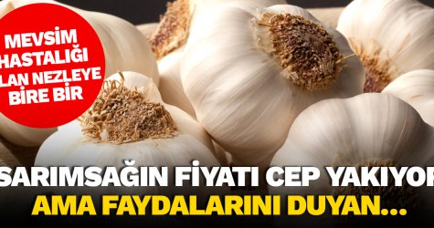 Sarımsakğın fiyatı cep yakıyor ama faydalarını duyan…