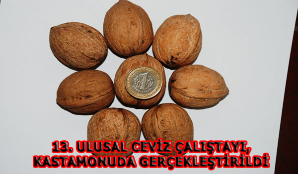 13. ULUSAL CEVİZ ÇALIŞTAYI KASTAMONUDA GERÇEKLEŞTİRİLDİ