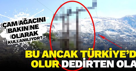 Çam ağacını bakın ne olarak kullanılıyor?