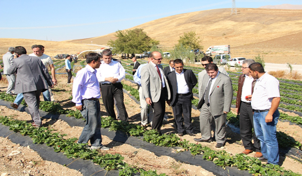 Ekinözü ilçesinde çilek yetiştiriciliği tarla günü düzenlendi