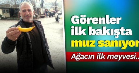 ​Gören ilk bakışta muz sanıyor