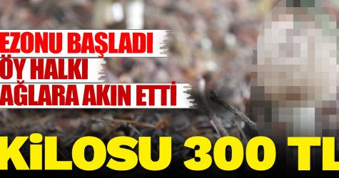 Sezonun başladığını duyanlar dağlara akın etti! Kilosu 300 TL