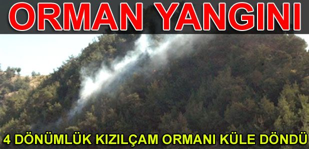 Orman Yangınında 4 Dönüm Kül Oldu