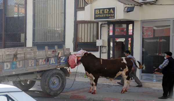 ÖFKELİ BOĞA CAM ÇERÇEVE İNDİRDİ