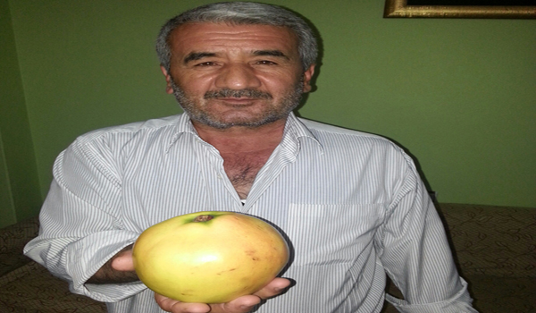 1 KİLOGRAMLIK AYVALAR GÖRENLERİ ŞAŞIRTTI