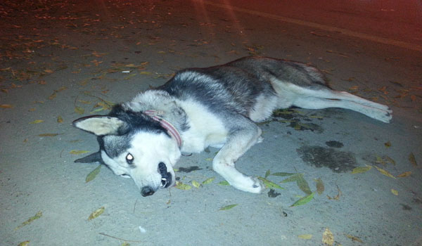 OTOMOBİLİN ÇARPTIĞI SİBİRYA KURDU TELEF OLDU