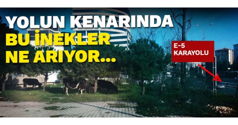 Yolun kenarında bu inekler ne arıyor..?
