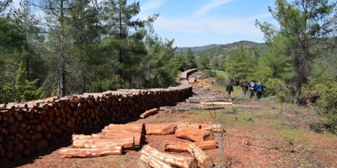 Ormanlarda bakım çalışmaları devam ediyor