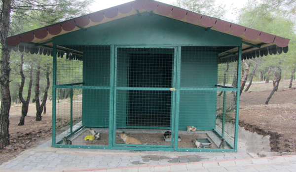 SOKAK KEDİLERİ YENİ YUVALARINA KAVUŞTU