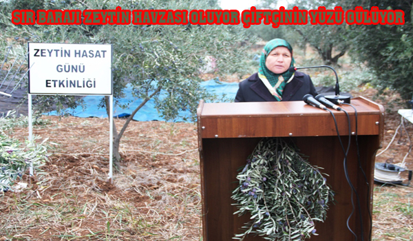 SIR BARAJI ZEYTİN HAVZASI OLUYOR ÇİFTÇİNİN YÜZÜ GÜLÜYOR