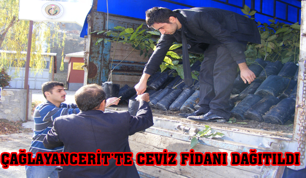 ÇAĞLAYAN CERİTTE CEVİZ FİDANI DAĞITILDI