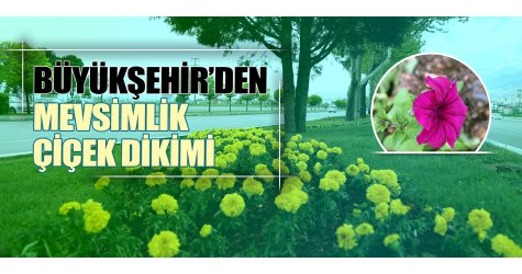 Büyükşehir’den mevsimlik çiçek dikimi