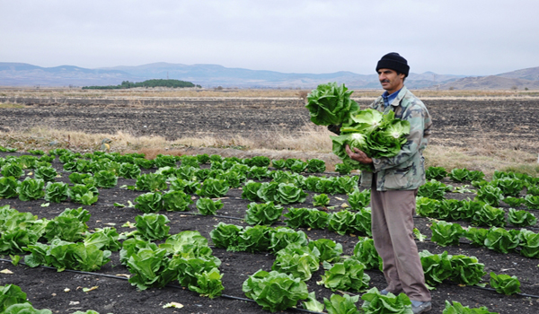TÜRKOĞLU İLÇE GIDA TARIM VE HAYVANCILIK MÜDÜRLÜĞÜNDEN BAŞARILI BİR ÇALIŞMA DAHA