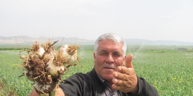 Sarımsakta çifte sevinç