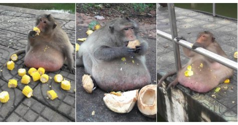 Turistler sürekli yemek verince maymun obez oldu!