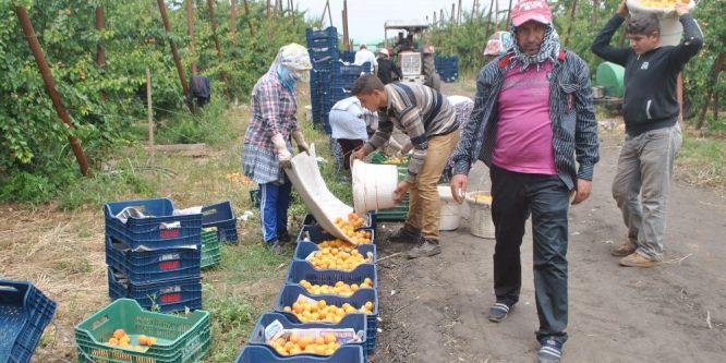 Hatay’da kayısı hasadı başladı