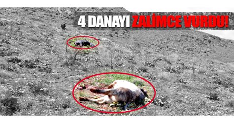 4 danayı zalimce vurdu!