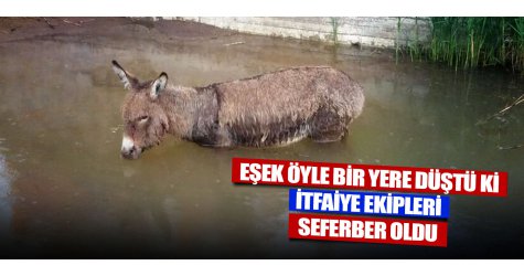 Eşek öyle bir yere düştü ki itfaiye ekipleri seferber oldu