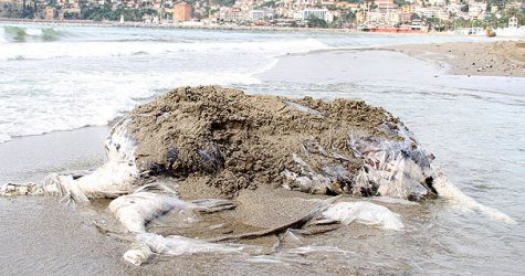 Sahile vurdu görenler hayrete düştü!