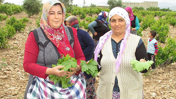 Yapraktan kazanıyorlar! Yeşili 10 TL, salamurası 40 TL...