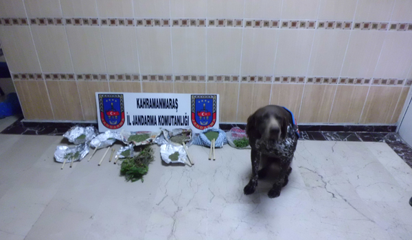 JANDARMA DAN KENEVİR OPERASYONU