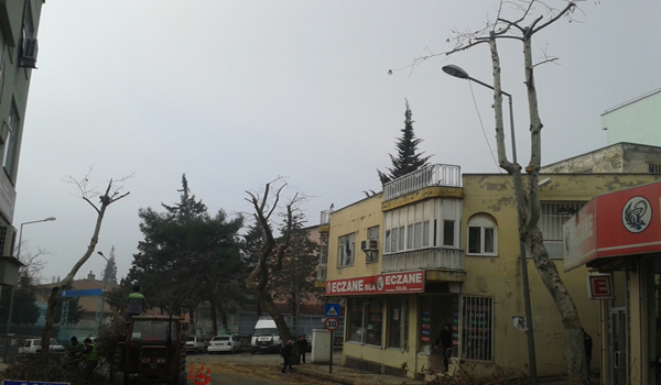 BELEDİYE AĞAÇ BUDAMA ÇALIŞMALARINA BAŞLADI